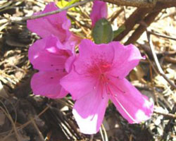 Rhododendron simsii