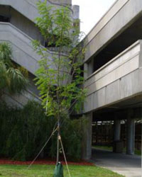 Robinia x purple robe