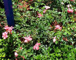 Rosa x lady elise may