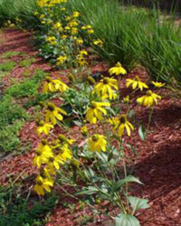 Rudbeckia lacinata