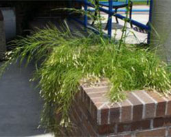 Russelia equisetformia bush hanging over brick wall