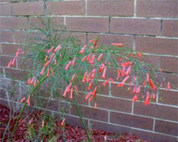 Russelia equisetformia with red flower tips in front of brick wall