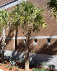 Sabal palmetto