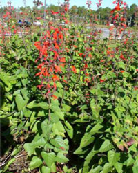Salvia coccinea