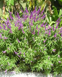 Salvia leucantha