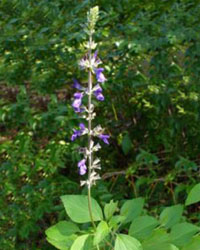 Salvia x indigo spires