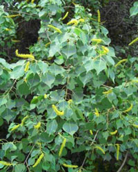 Sapium sebiferum