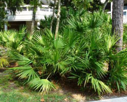 Serenoa repens