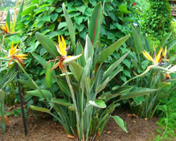 Strelitzia regina