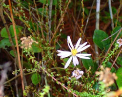 Symphyotrichum adnatum