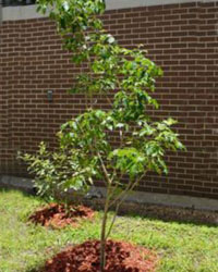 Tabebuia impetiginosa