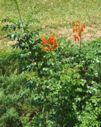 Tecoma capensis