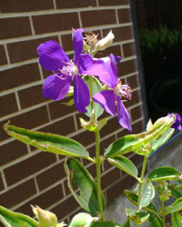 Tibouchina urvilleana