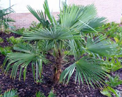 Trachycarpus fortunei