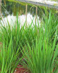 Tripsacum dactyloides