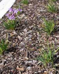 Tulbaghia violacea