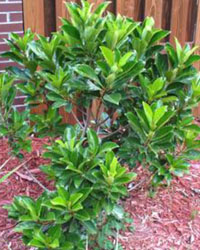 Viburnum awabuki