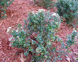 Viburnum obovatum