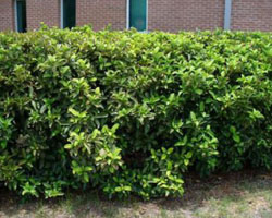 Viburnum odoratissimum