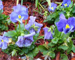 Viola x wittrockiana