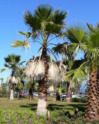 Washingtonia robusta