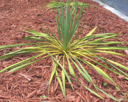 Yucca filamentosa