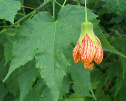 Abutilon Pictum plant with red flower