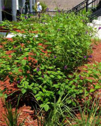 stachytarpheta mutabilis bushes