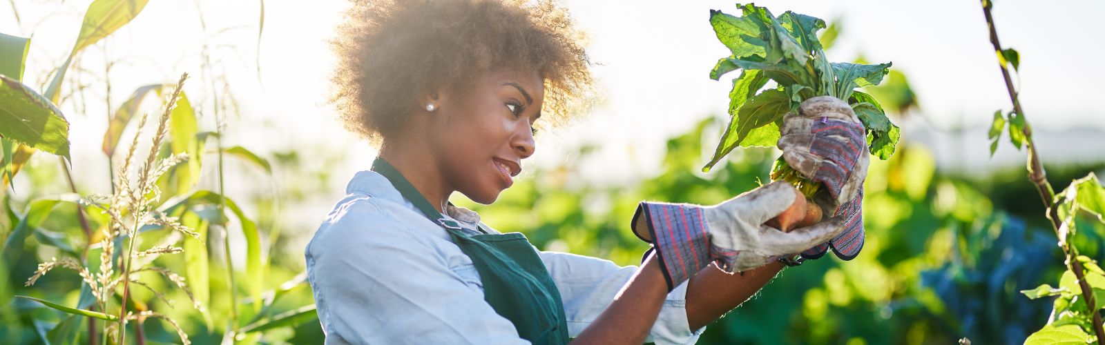 women wearing gardening gloves holding freshly picked carrots