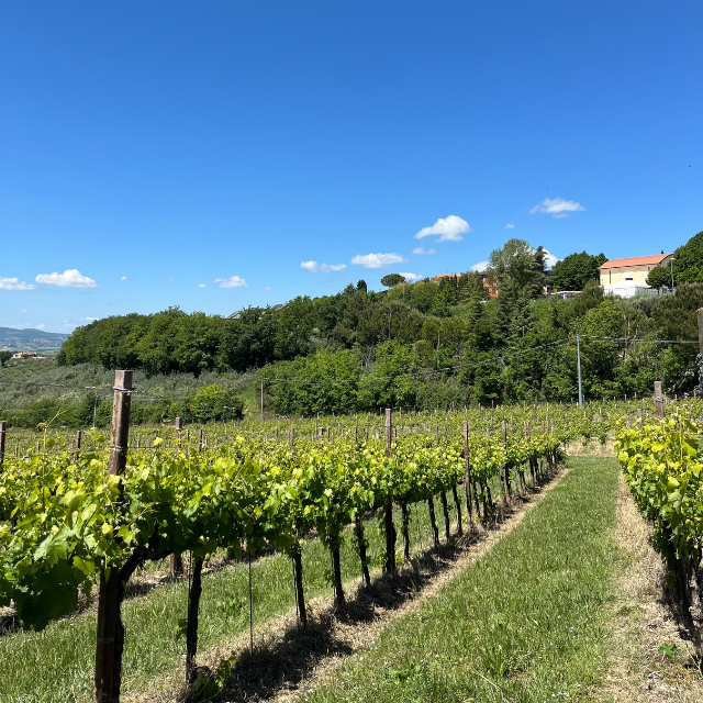 Vineyard rows in Italian countryside