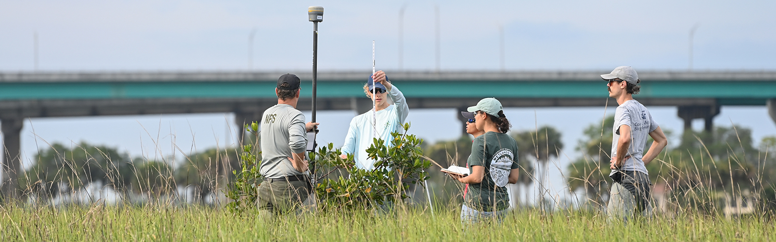 five students taking the measurements of a mangrove tree in jacksonville