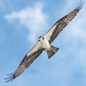 osprey flying with blue sky