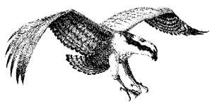 osprey bird drawing