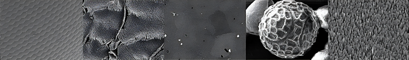 microscopic slides of different materials