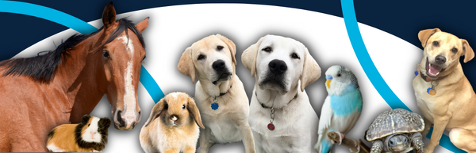 UNF: Animal-Assisted Interventions & Interactions Certificate Program
