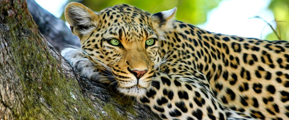 Jaguar on a tree