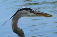 Pelican sitting on the river