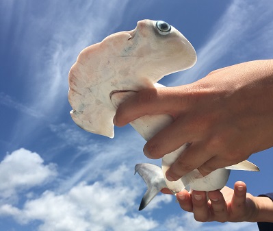 hammerhead shark baby being held in the air