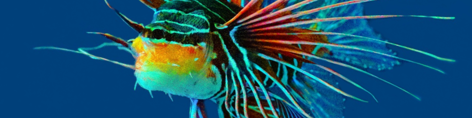 Colorful Lionfish swimming in water