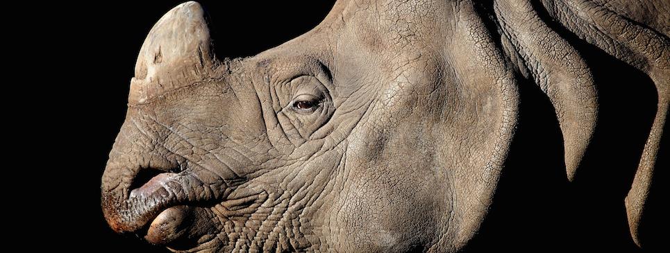rhinoceros