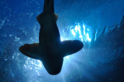 shark swimming near surface