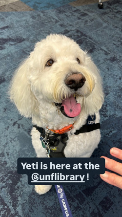 Yeti the Campus Canine in the UNF library