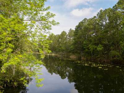 St Johns River with greenery