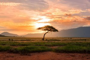 savannah with lone tree at sunset