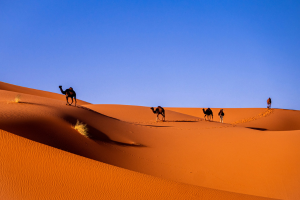 camels walking across sand dunes