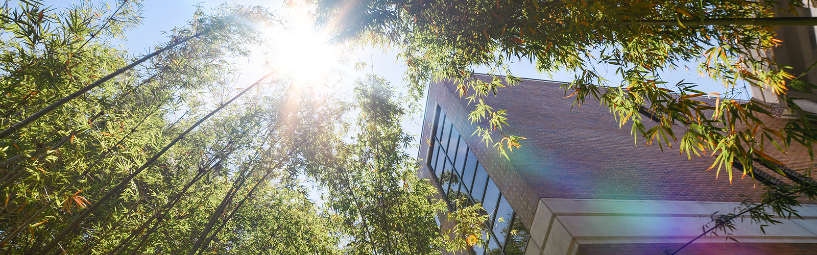 sun breaking through the bamboo trees near a building