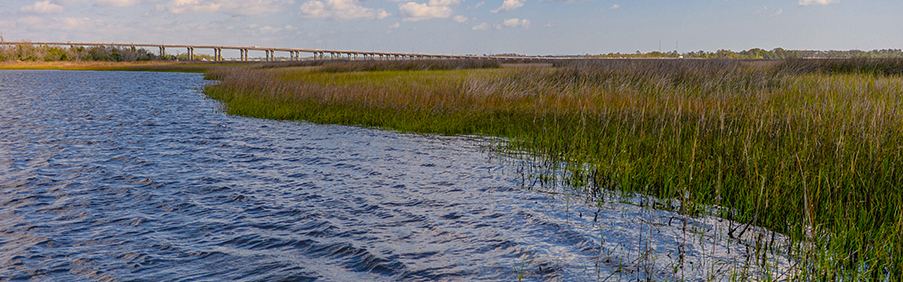 A river with marshland plants and a bridge in the background
