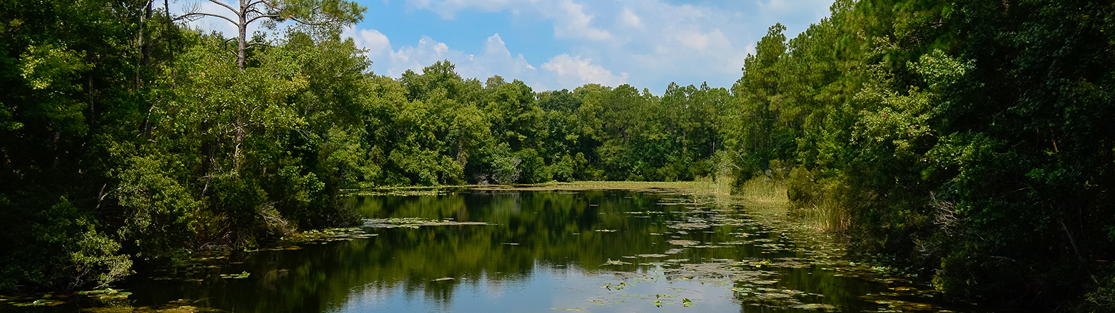 pond on the unf campus