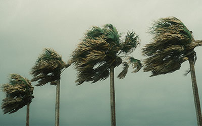 Palm trees being blown by wind from a tropical storm or hurricane