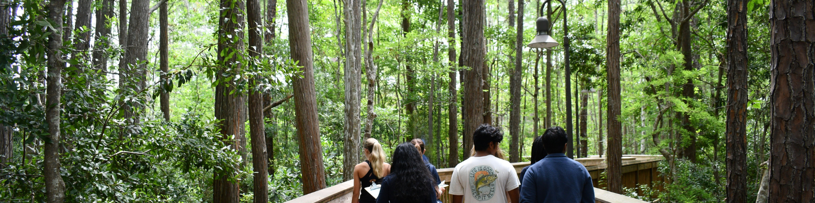 Group of individuals walking on forest boardwalk